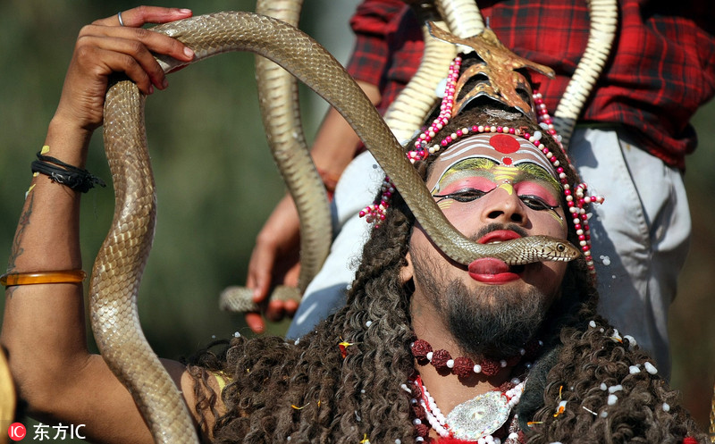 印度庆湿婆节 与毒蛇玩亲亲场面惊心