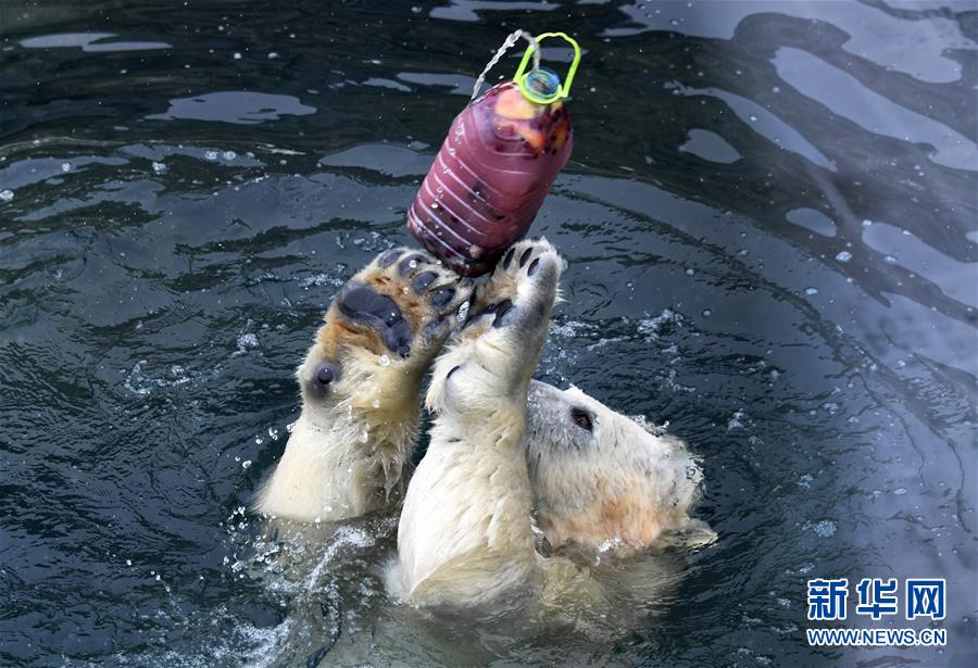 北极熊百态拾趣【9】