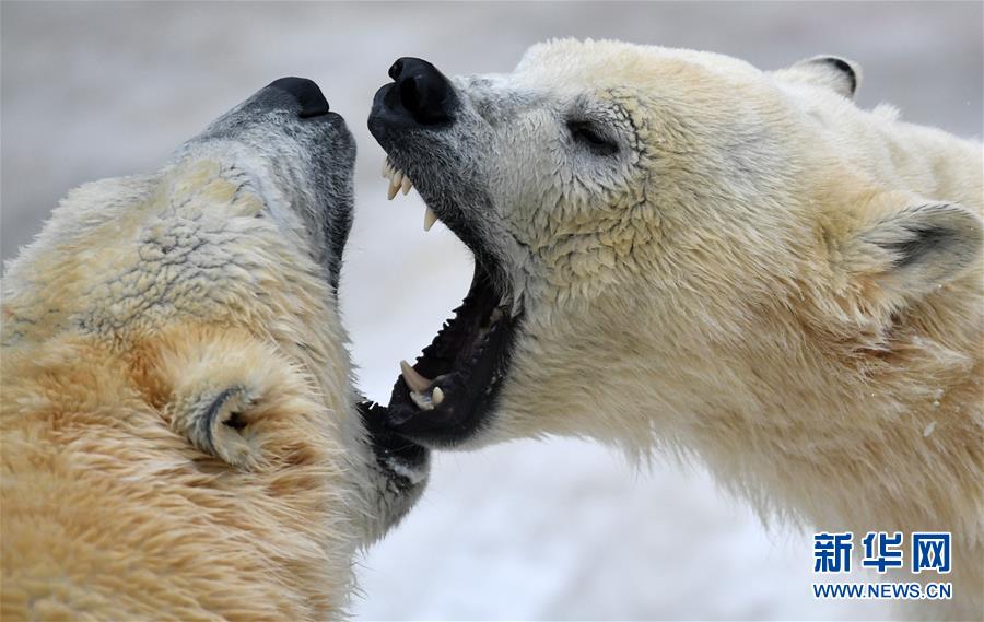 北极熊百态拾趣【10】