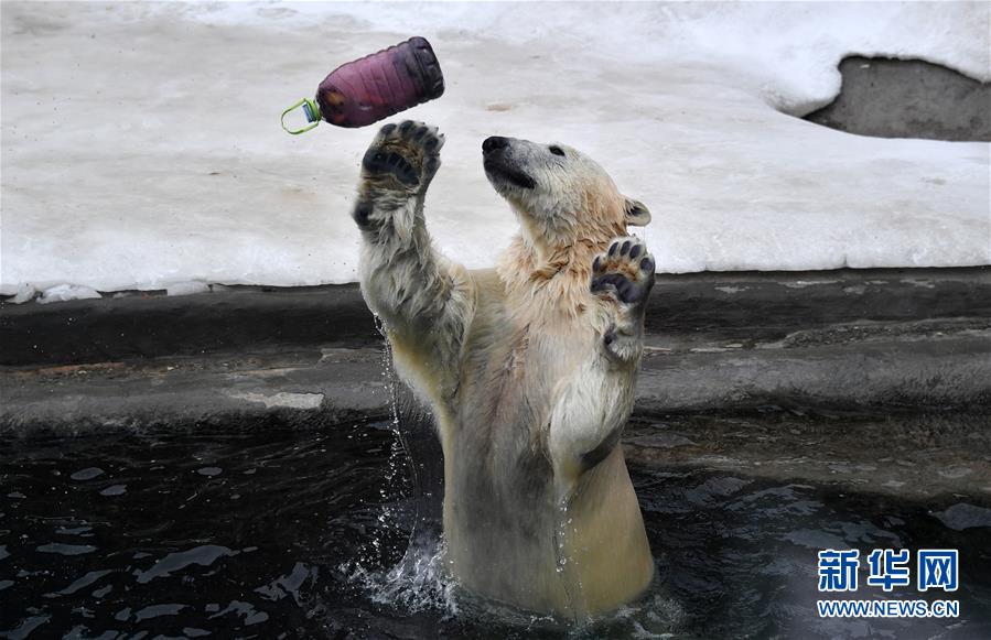 北极熊百态拾趣【12】