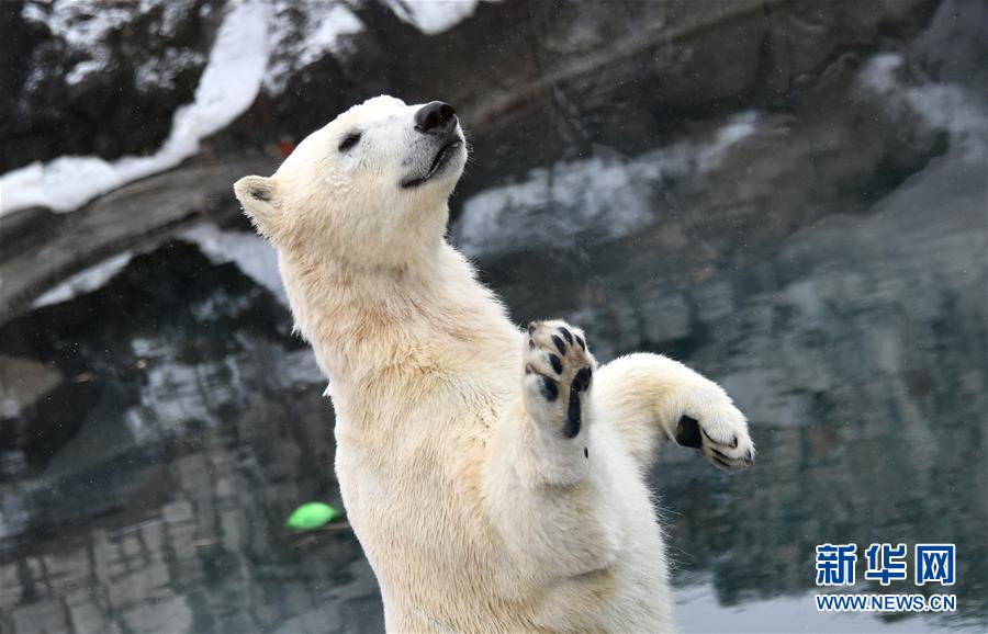 北极熊百态拾趣