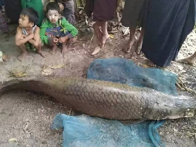 缅甸寺庙内现2米长寿鱼王 估值约百万元