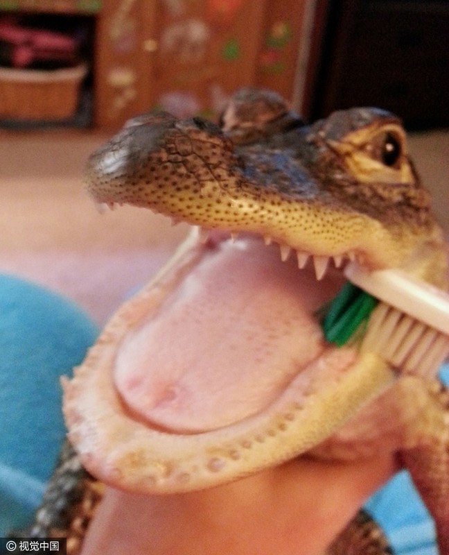 美国女子养鳄鱼当宠物 为其刷牙美甲