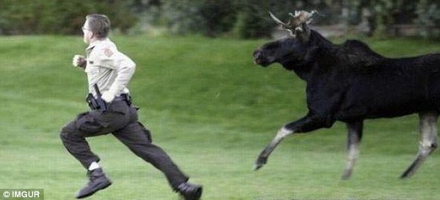 笑绷！人与动物的非友好亲密接触