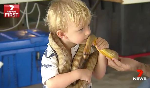 惊呆！澳洲一对夫妻教2岁萌娃捕蛇引热议