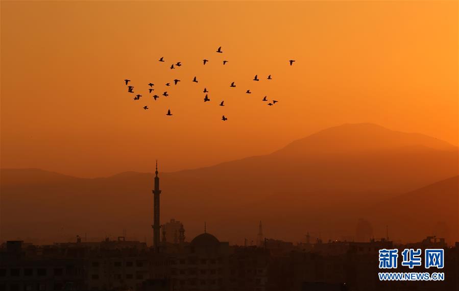 叙利亚落日余晖中的飞鸟