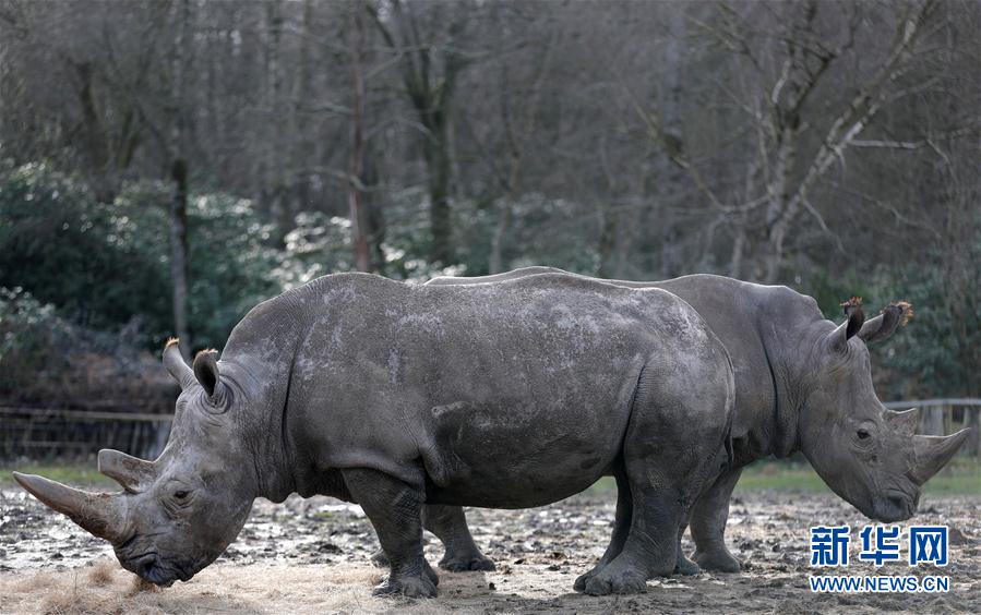 法国动物园一头白犀牛遭猎杀