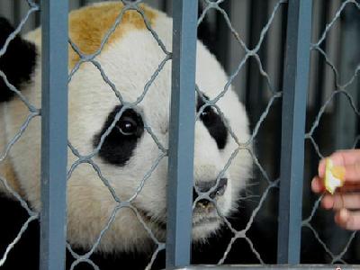 旅美大熊猫“宝宝”入乡随俗 吃窝头不再吐