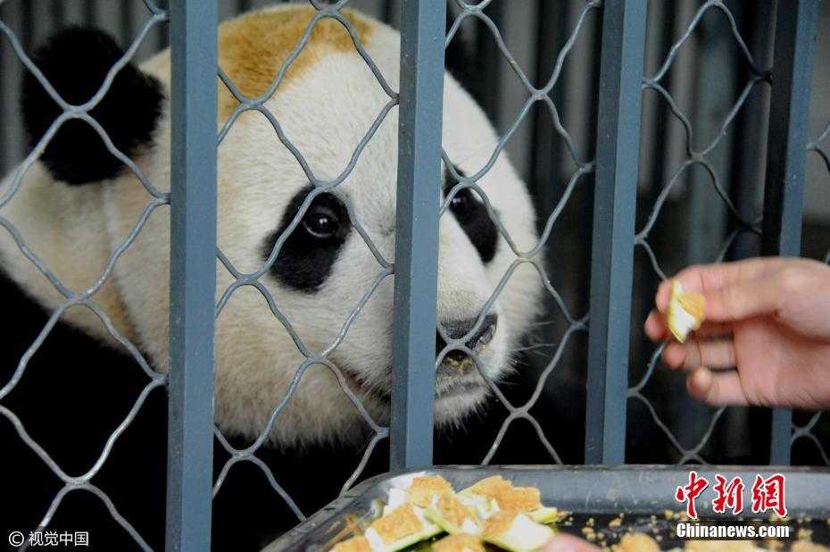 旅美大熊猫“宝宝”入乡随俗 吃窝头不再吐