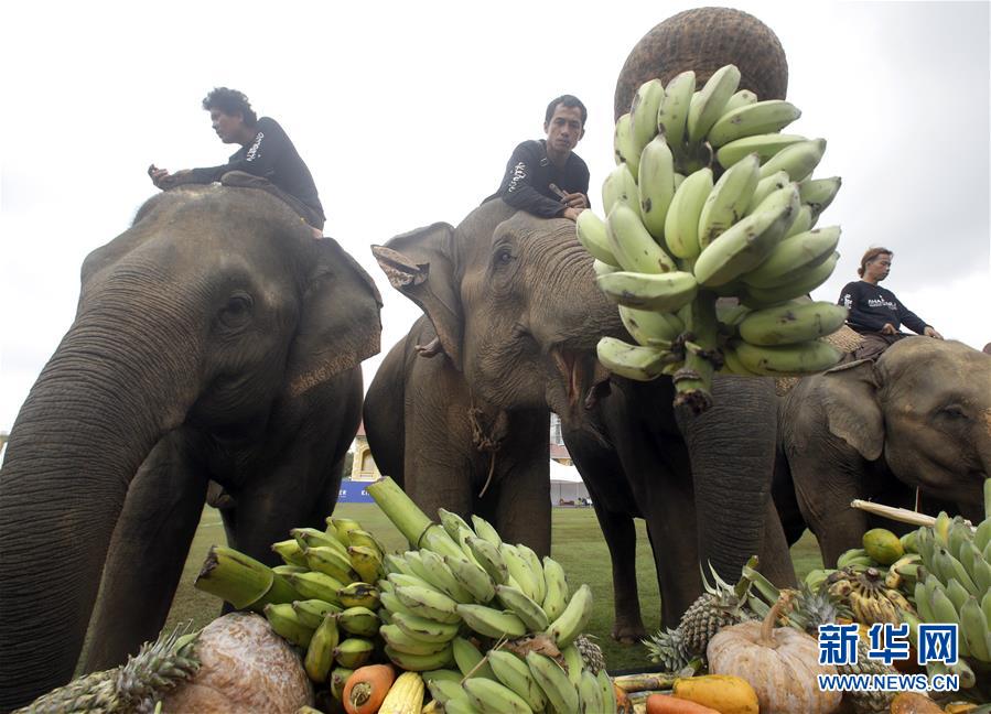 泰国大象马球赛 吃饱了再开球