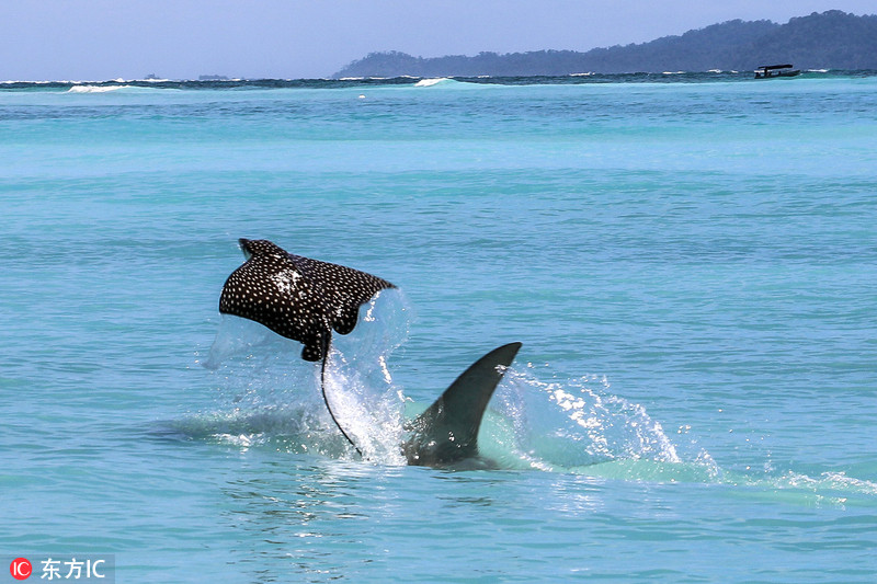遭锤头鲨追杀 鲼鱼出水变“飞鱼”