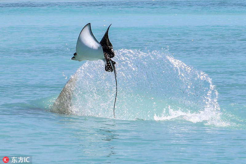 遭锤头鲨追杀 鲼鱼出水变“飞鱼”