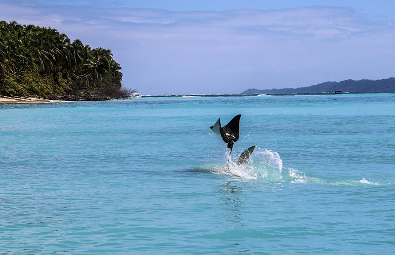 遭锤头鲨追杀 鲼鱼出水变“飞鱼”