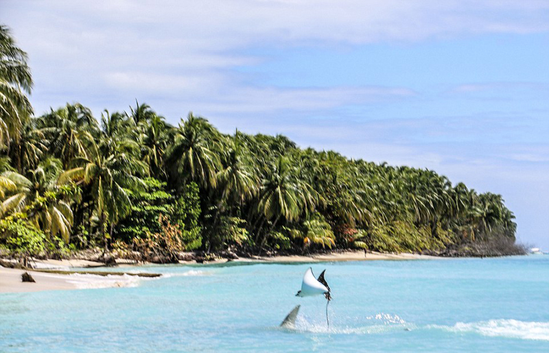 遭锤头鲨追杀 鲼鱼出水变“飞鱼”