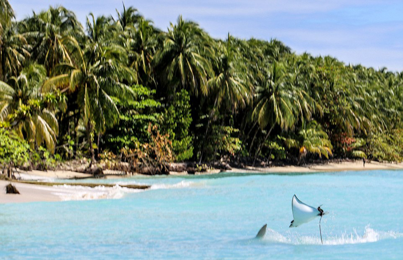 遭锤头鲨追杀 鲼鱼出水变“飞鱼”