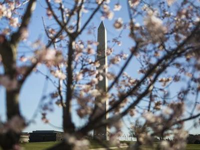 华盛顿樱花绽放春意盎然