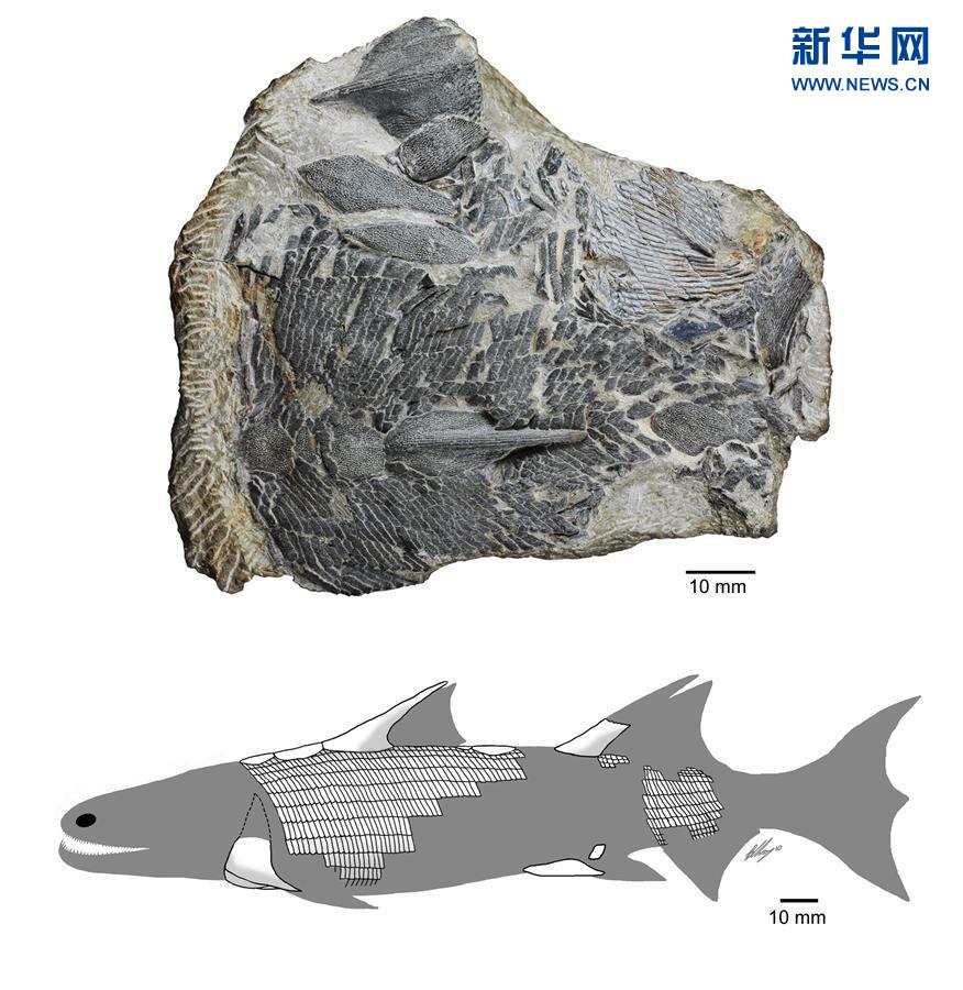 科学家发现4.2亿年前新种鱼化石