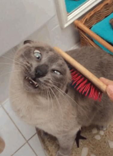 身为一只猫，那必须是骄傲的呀