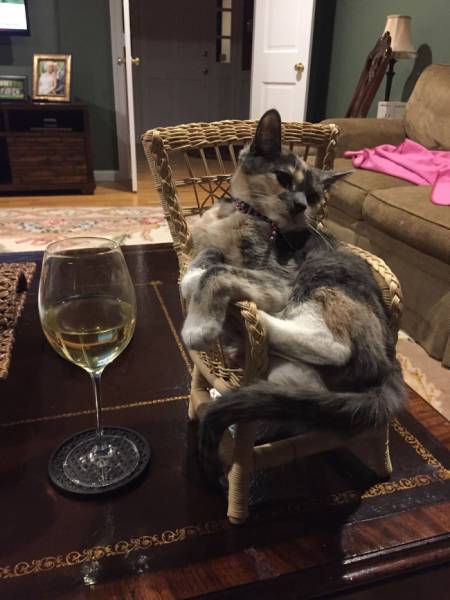 身为一只猫，那必须是骄傲的呀