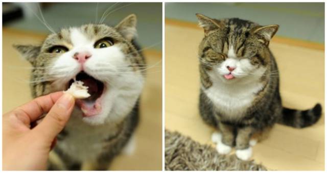 身为一只猫，那必须是骄傲的呀