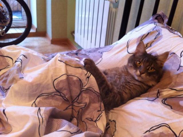 身为一只猫，那必须是骄傲的呀