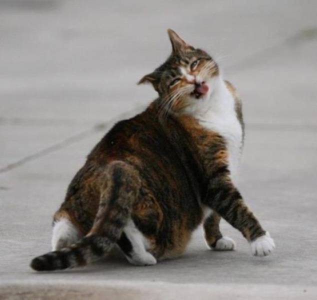 身为一只猫，那必须是骄傲的呀