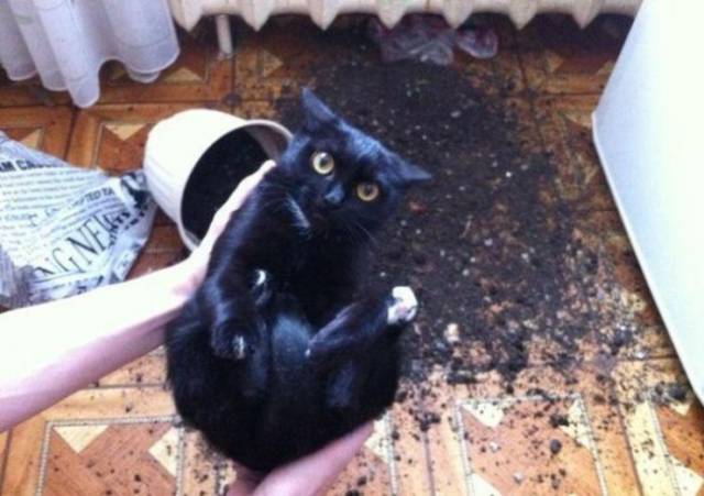 身为一只猫，那必须是骄傲的呀