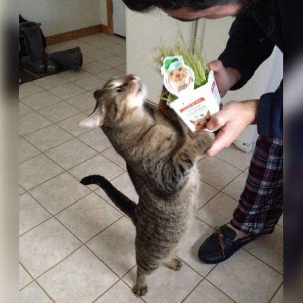 身为一只猫，那必须是骄傲的呀