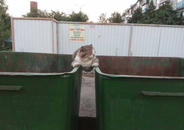 身为一只猫，那必须是骄傲的呀