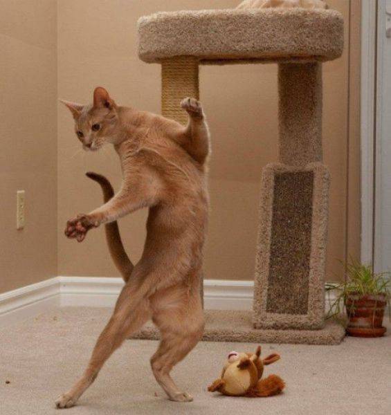 身为一只猫，那必须是骄傲的呀