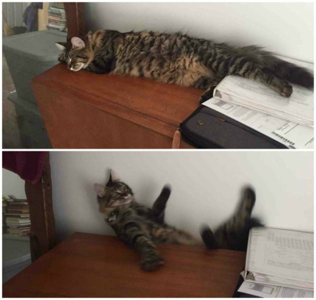 身为一只猫，那必须是骄傲的呀