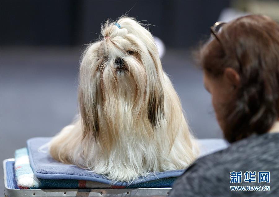 德国奥芬堡举办国际纯种狗展