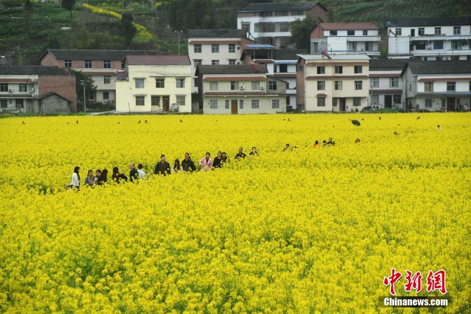 重庆乡村壮观“花海” 民众踏春游玩