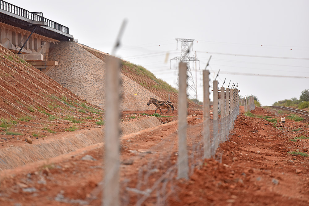 不让长颈鹿低头过 中国援建肯尼亚蒙内铁路打造绿色通道
