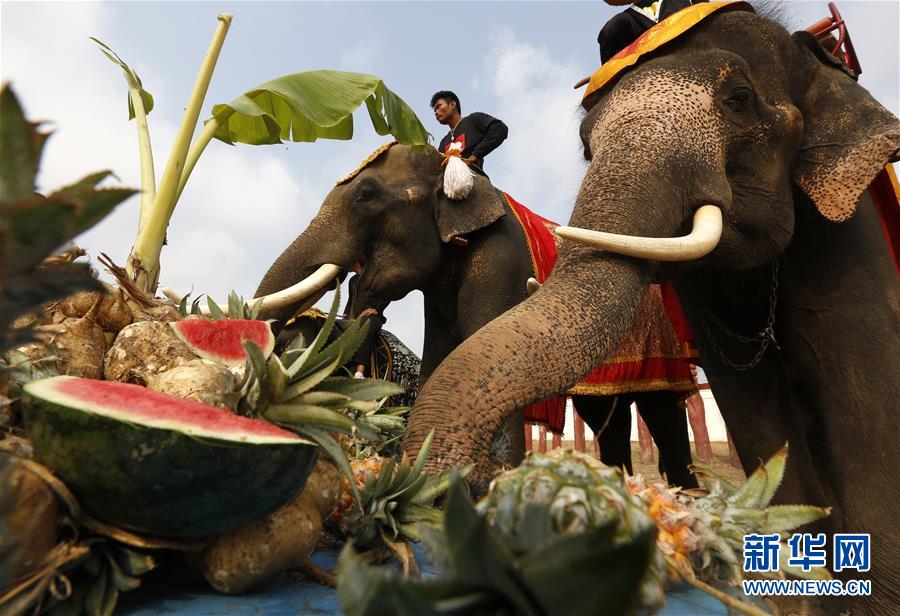 泰国大城庆祝一年一度大象日