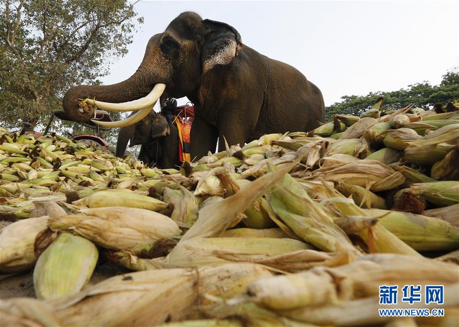 泰国大城庆祝一年一度大象日
