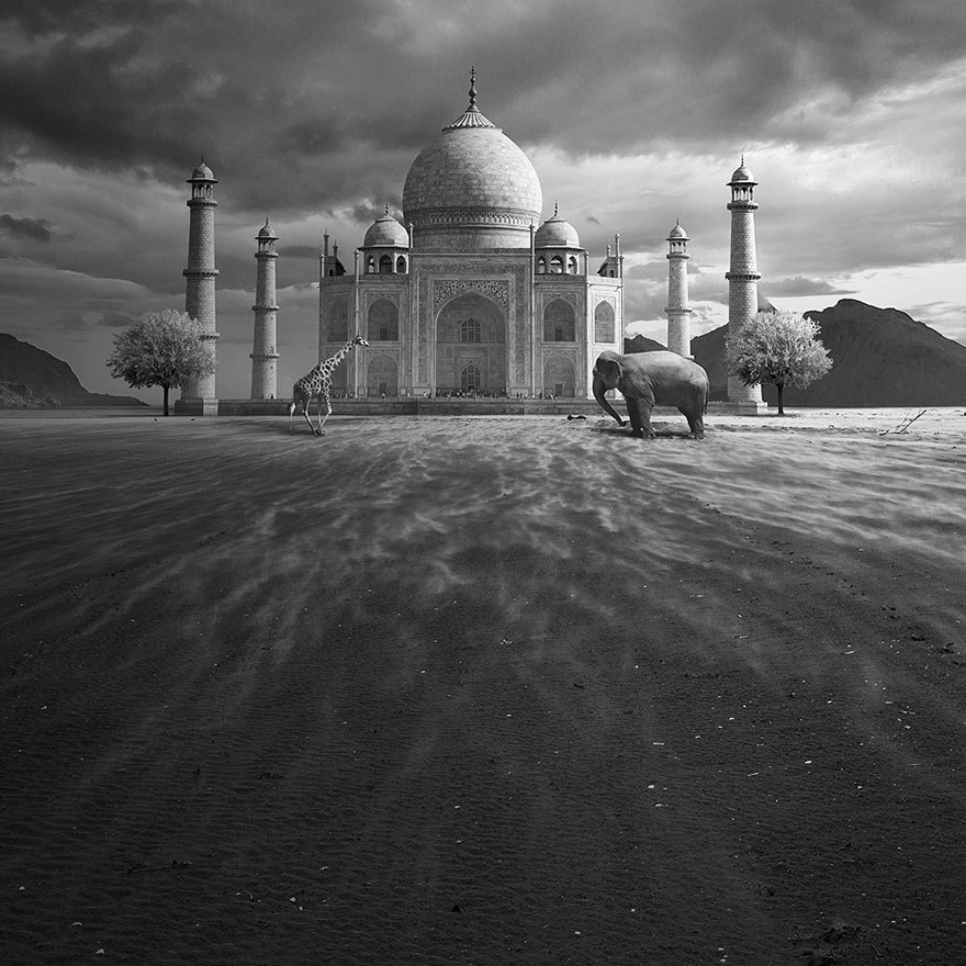 颠覆传统思想 人类灭绝后动物占领地球