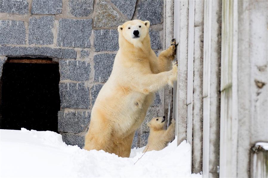 初次露面的小北极熊 大熊小熊动作神同步