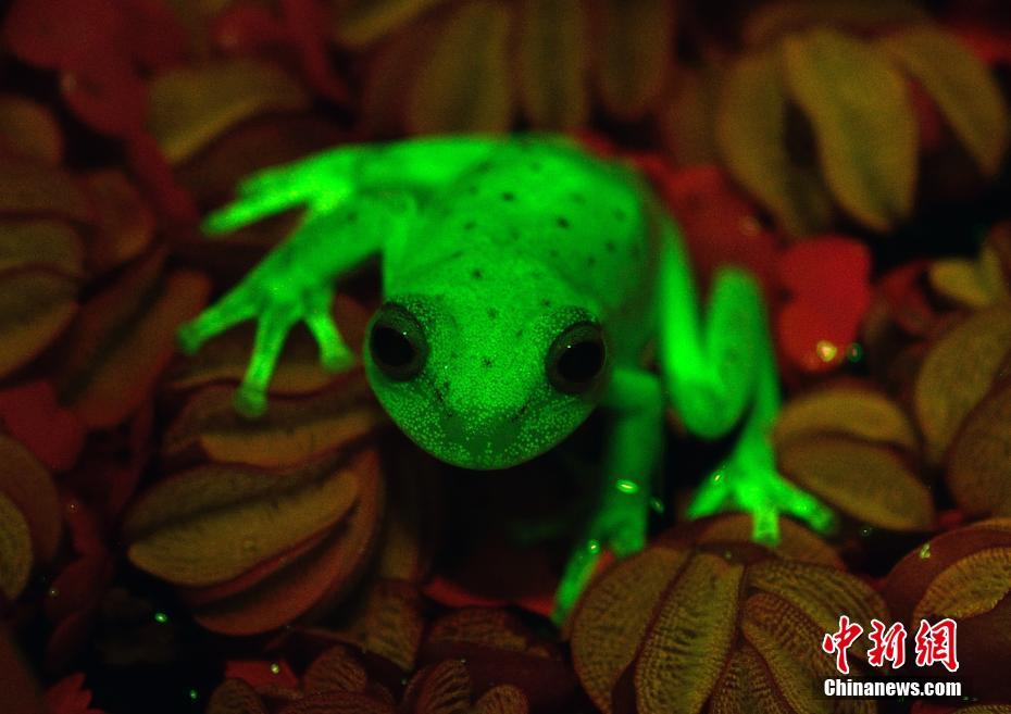 阿根廷发现世界上第一种“荧光蛙” 通体蓝绿色