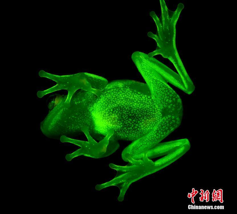 阿根廷发现世界上第一种“荧光蛙” 通体蓝绿色