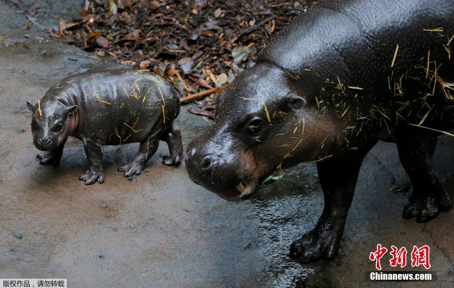 澳洲动物园展示稀有侏儒河马宝宝 系7年来首只
