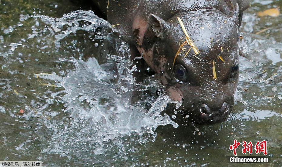 澳洲动物园展示稀有侏儒河马宝宝 系7年来首只