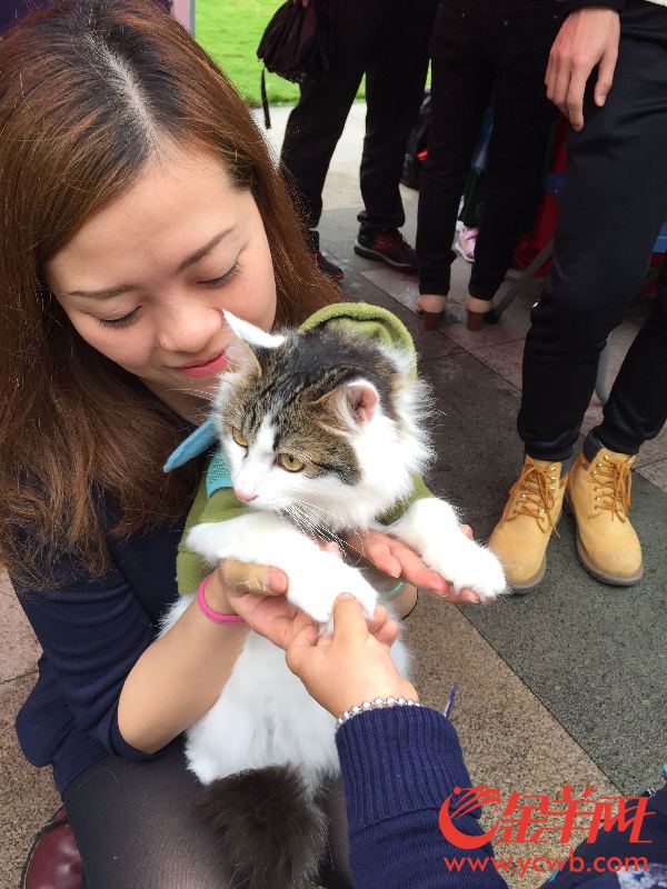 流浪猫绝育计划将在海珠8个社区公园展开 流浪猫绝育计划将在海珠8个社区公园展开