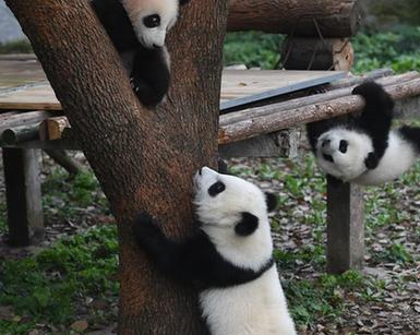 重庆动物园三只大熊猫幼崽集体亮相