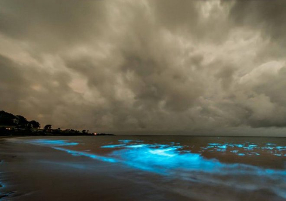 澳大利亚现蓝色“荧光海”奇观 美如梦幻(组图)