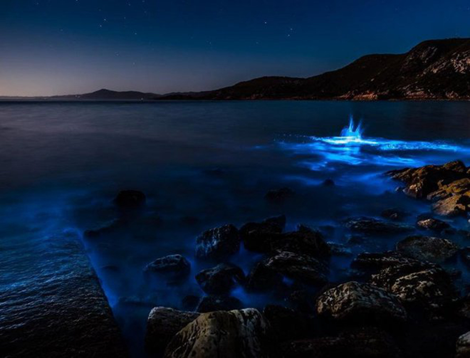 澳大利亚现蓝色“荧光海”奇观 美如梦幻(组图)