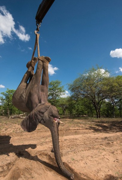 南非象群集体“越狱” 被起重机捉回