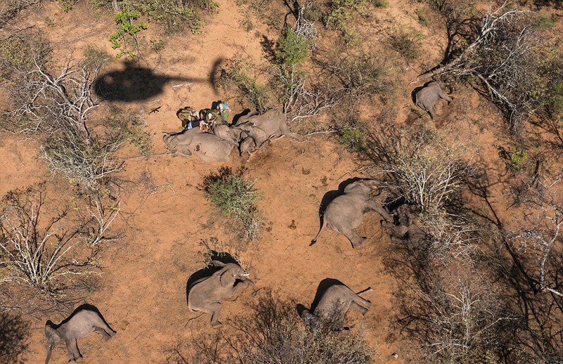 南非象群集体“越狱” 被起重机捉回