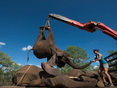 南非象群集体“越狱” 被起重机捉回