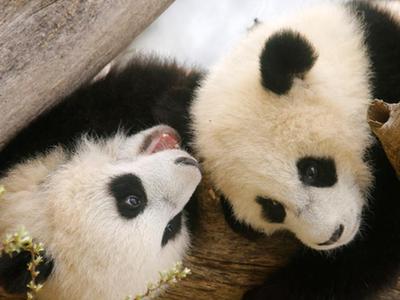 奥地利双胞胎大熊猫宝宝亮相 动作亲昵感情好